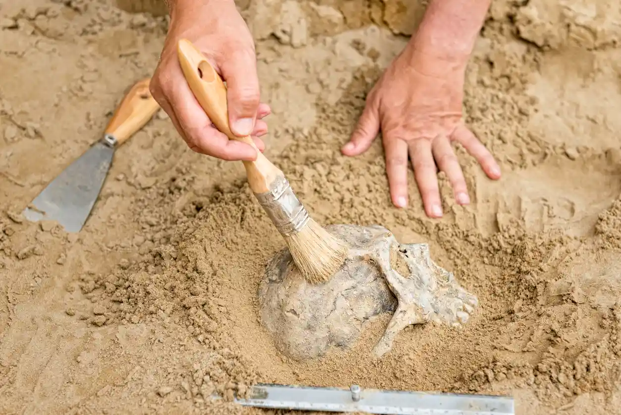 Pessoa escavando fósseis de um animal pré-histórico na areia usando uma escova e ferramentas de escavação.