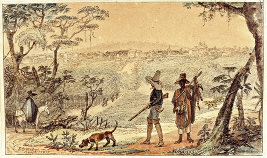 ciclo do pau brasil